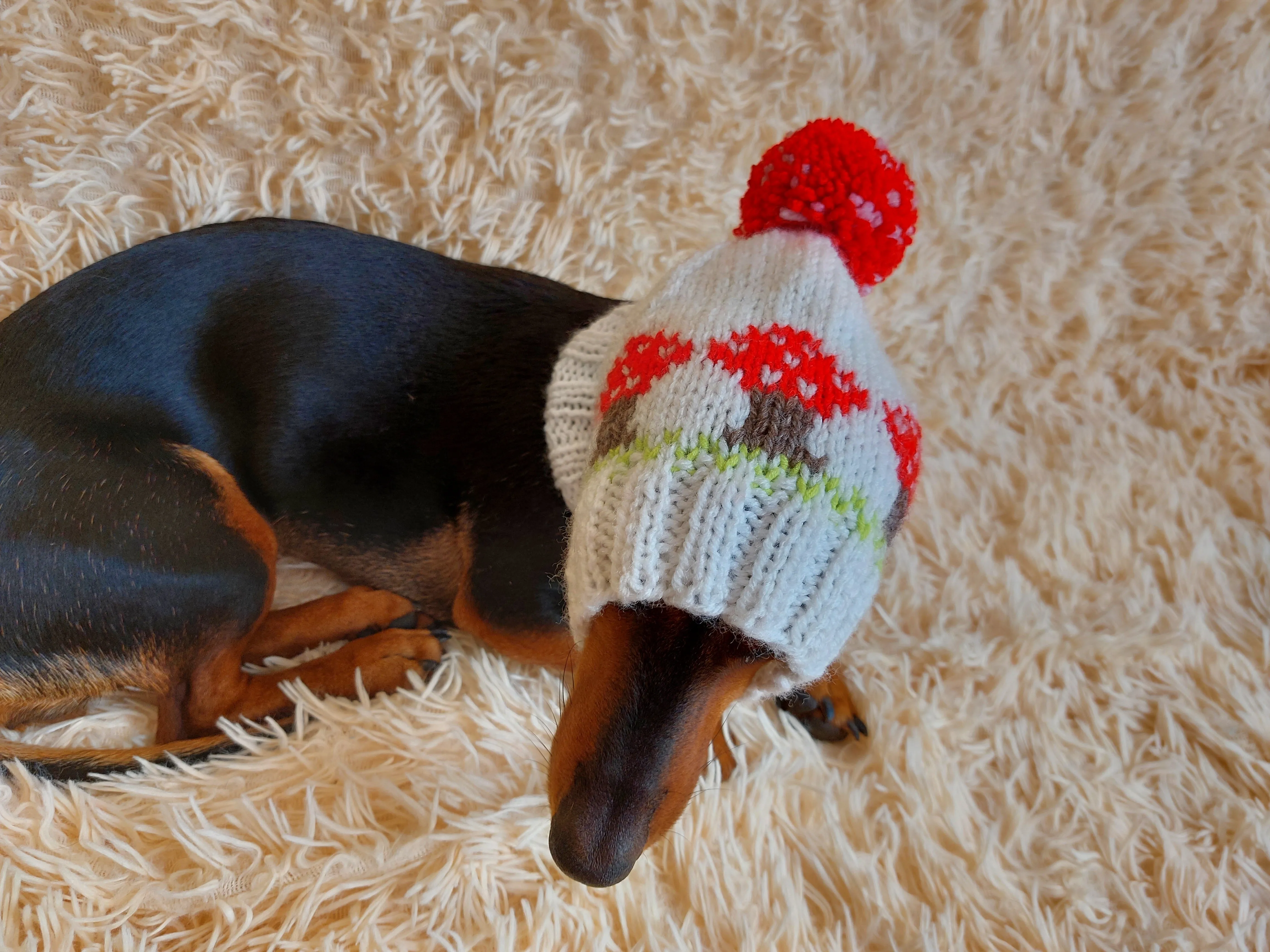 Fly agaric mushroom pet hat, Halloween amanita mushroom dog clothes